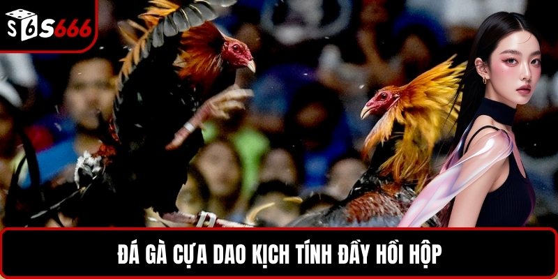 Đá gà cựa dao kịch tính đầy hồi hộp